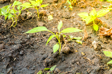 young green plant in garden for Nature ecology concept