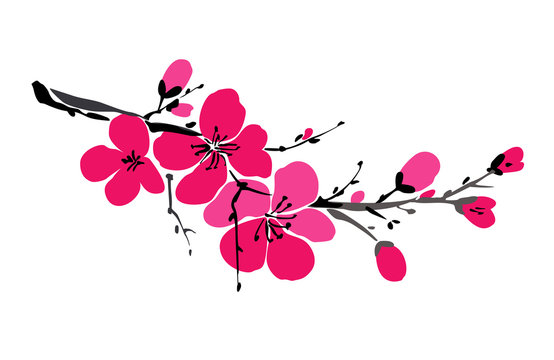 Vector illustration with sakura branch isolated on white background. Spring background. Japanese cherry blossom. Blooming apple flowers. Wedding card