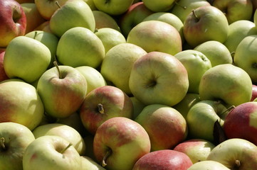 Jabłka Apple 