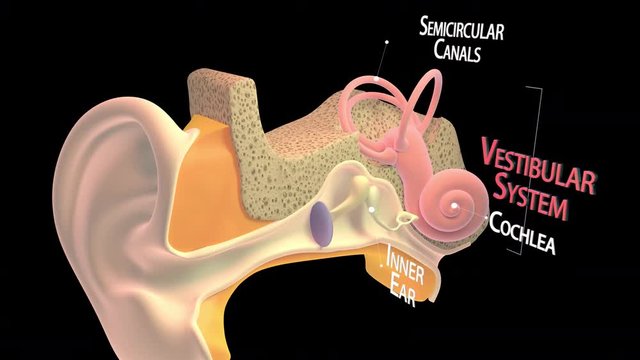 3D. Inner ear or internal ear 4K. Ultra HD. Alpha Channel. Chain of ossicles and their ligaments, seen from the front in a vertical, transverse section of the tympanum
