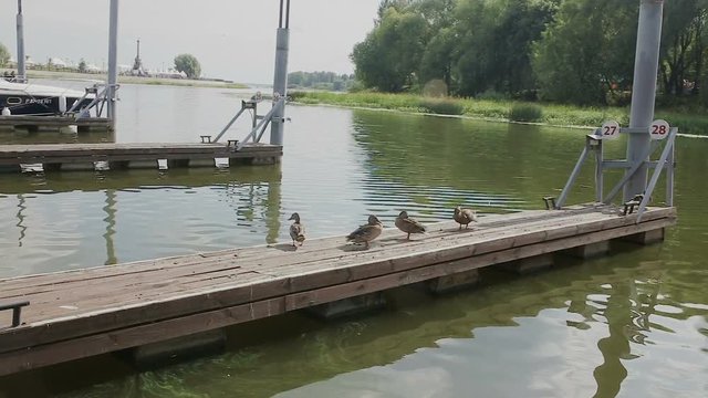 Ducks preening its feathers on a dock by the river