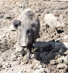 wild boar in the mud in the zoo