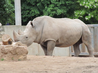 The rhinoceros is a large, powerful with thick skin and a very dangerous animal horn. But look how...