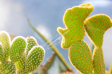 Cactus succulent plant in a desert garden greenhouse
