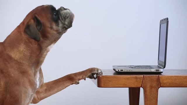 Boxer Dog Working On Laptop