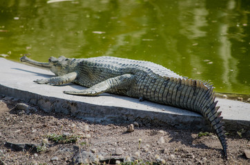 Crocodile Sleeping On A Lake Side 