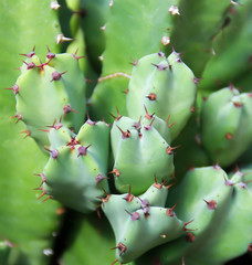 Cactus succulent plant in a desert garden greenhouse