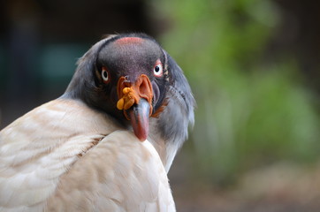 Bird of prey