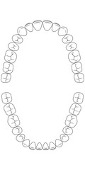 teeth chart tooth © brovarky