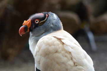 Bird of prey
