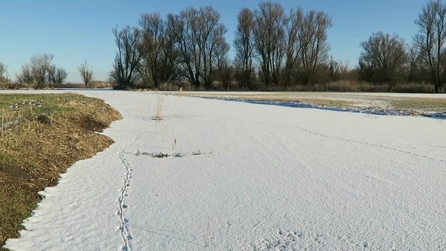 Havel river chanal with footprints of nutria river rat in snow. (Havelland, Germany)