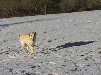 young labrador dog enjoys  the snow covered field
