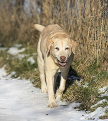 young labrador dog enjoys  the snow covered field