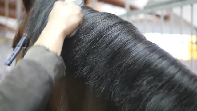 Male hand combing a black or brown horse mane in a stall. Young man combing a fetlock a mane stallion. Care for animals. Horseriding club. Slow mo, slowmotion, closeup, close up