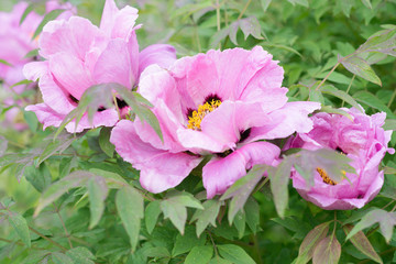 Paeonia suffruticosa pink flower