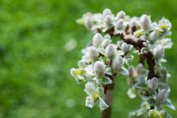 Buds on the willow tree
