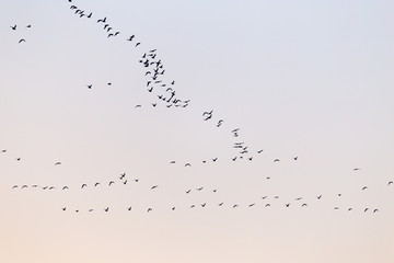 a flock of birds at sunset