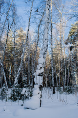 The landscape of pine forest in winter in the snow