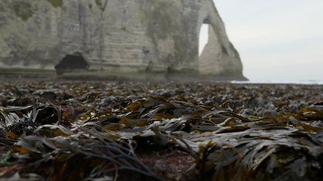 Naked seaweed at low tide on the background of rocks. Etretat. December 2016