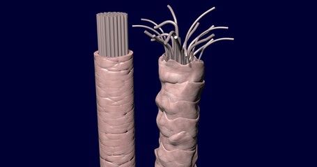 Hair, damaged and intact. Split ends. 3d render