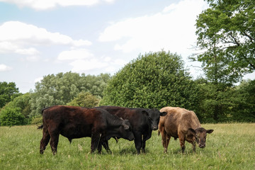 three pieces of cattle on pasture in green countryside with forrest in background