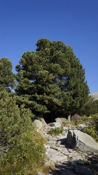 Limba1