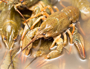 Live crayfish in the water as a background
