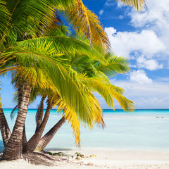 Coconut palms grow on white sandy beach