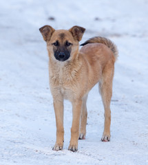 Dog in the snow in the winter