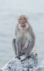 Fototapeta premium Monkey sitting on the rock watching sea