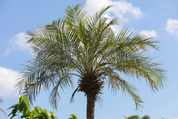 Fototapeta premium palm tree on a blue background