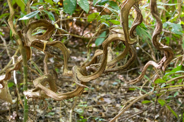 roots hanging from the trees in the rainforest