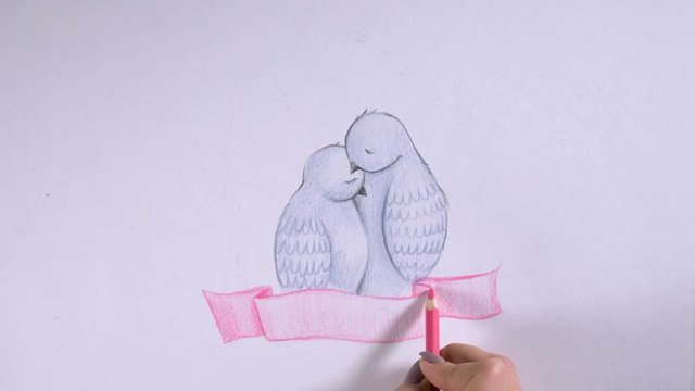 Valentine's day background. Lovely pigeon, doves embracing. Love concept. Timelapse