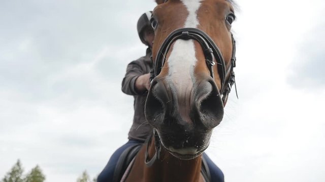 Horses muzzle or head with bridle close up. Face of brown stallion and eye in closeup with mane detail. Jockey riding sitting top and strokes the neck of animal. Slow motion