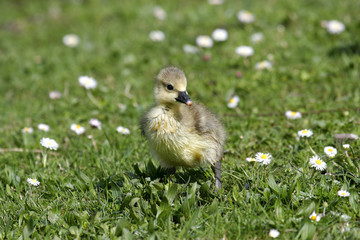 Graugans © karl.mock