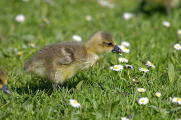 Graugans © karl.mock