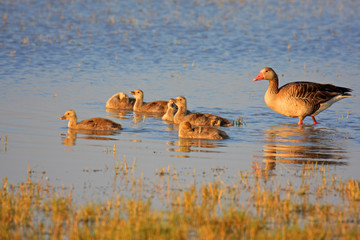 Graugans © karl.mock