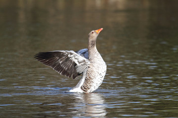 Graugans © karl.mock