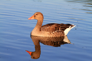 Graugans © karl.mock