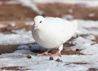 white dove in nature in winter