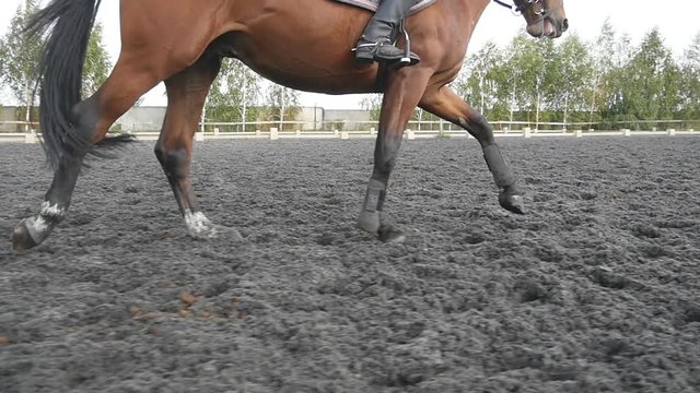 Following to foot of horse running on the sand. Close up of legs of stallion galloping on the wet muddy ground. Slow motion