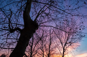 Fototapeta na wymiar Colorful epic sunset and tree silhouettes