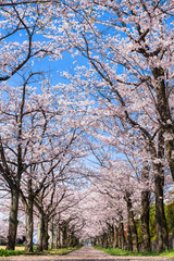 住宅街の桜並木