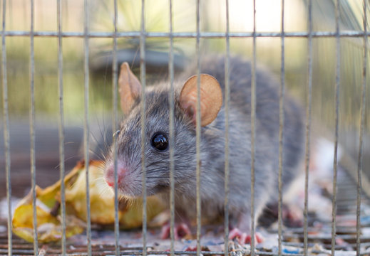 grey mouse eat an apple in a cage