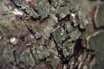 Pine Bark Germany 5