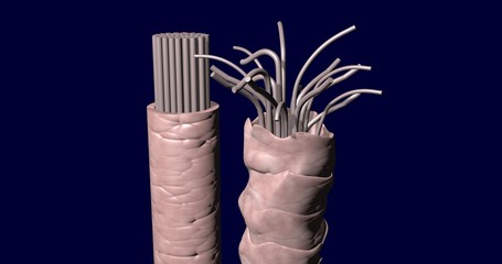 Healthy and damaged hair strands. 3d render