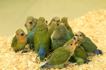 インコ