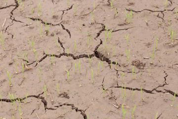 Rice was born on the ground with cracks.