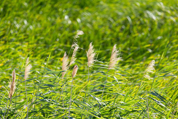 bulrush in nature as a background © schankz