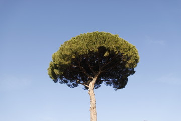 Pin parasol à Rome, Italie  © Atlantis